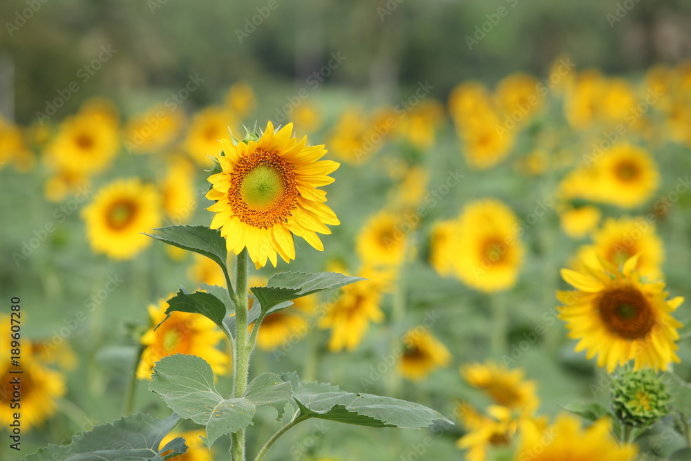 Obraz premium Sunflower field with clear summer sky
