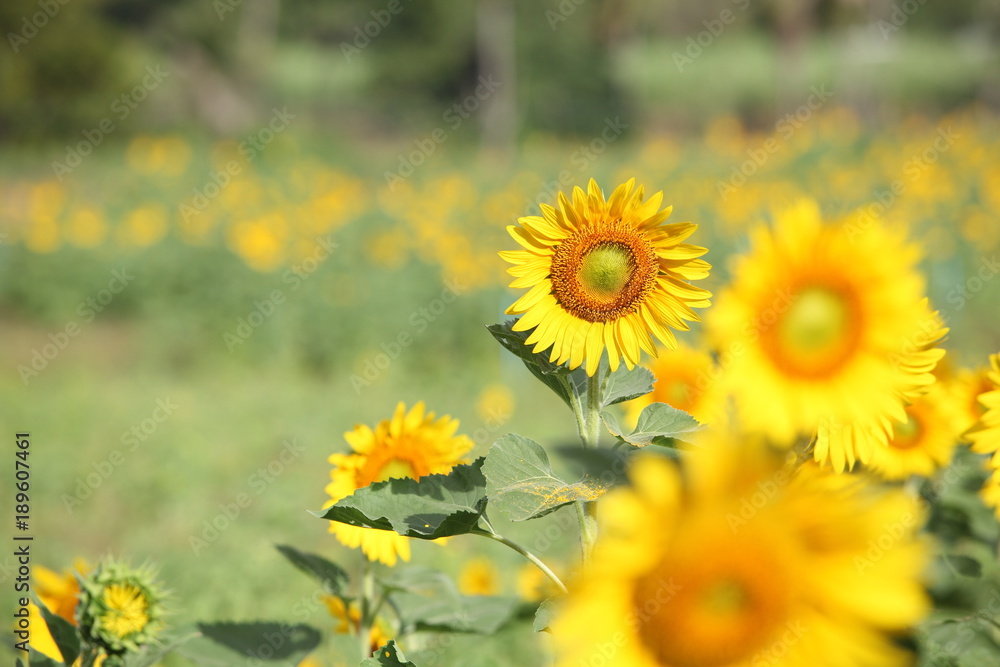 Obraz premium Sunflower field with clear summer sky