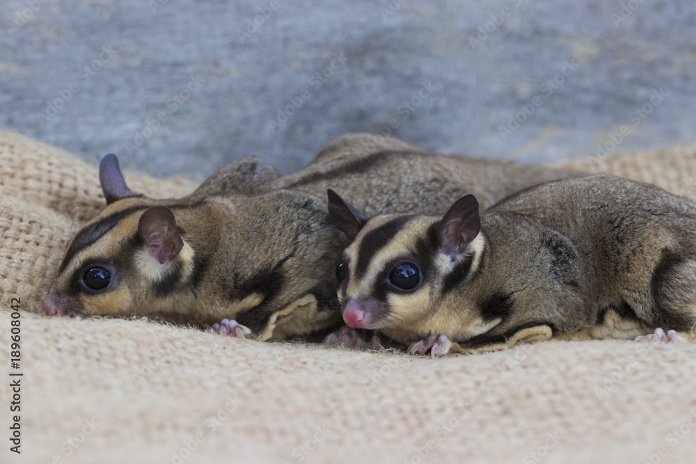 Couple of Sugar Glider climb on brown sack with wooden table background in the cage . It's small and cute mammal. Pet with Perverse habits. (Petaurus Breviceps)