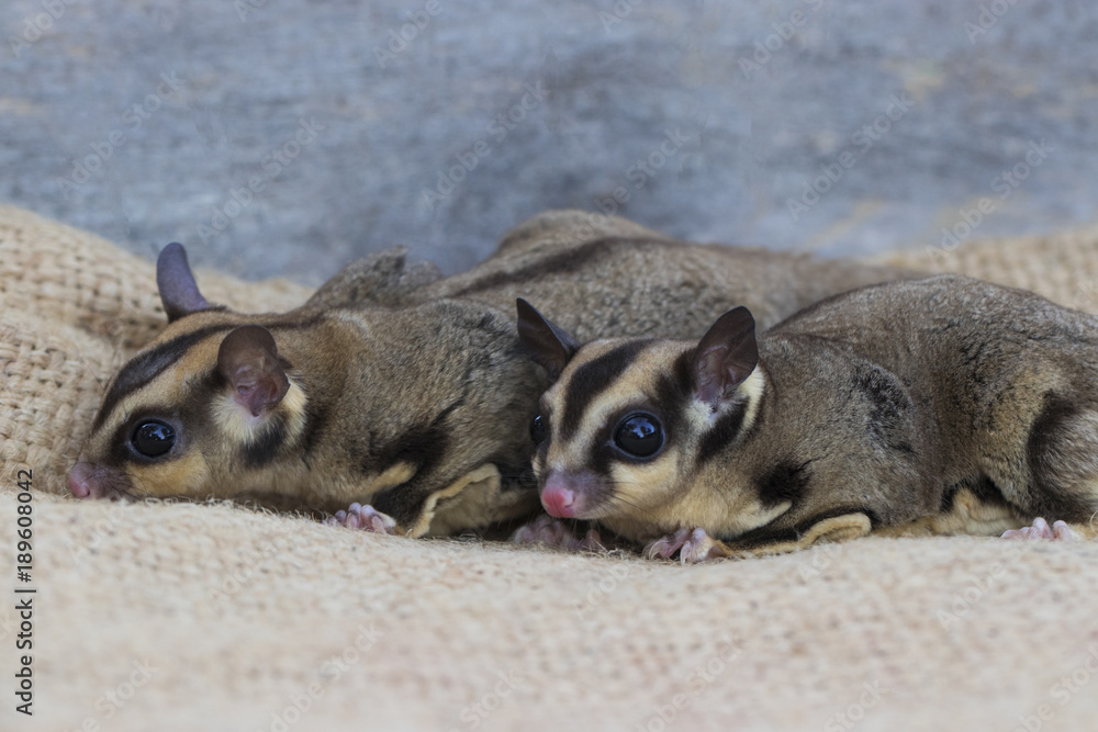 Obraz premium Couple of Sugar Glider climb on brown sack with wooden table background in the cage . It's small and cute mammal. Pet with Perverse habits. (Petaurus Breviceps)