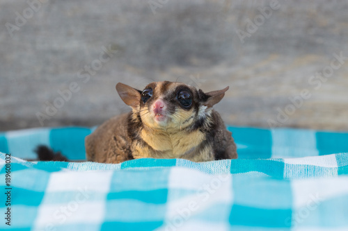 Sugar Glider climb on Scottish Tissue with wooden table background in the cage . It's small and cute mammal. Pet with Perverse habits. (Petaurus Breviceps) photo