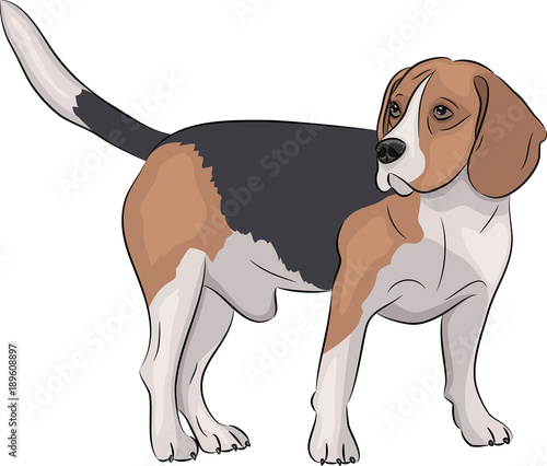 Vector. Beagle dog.