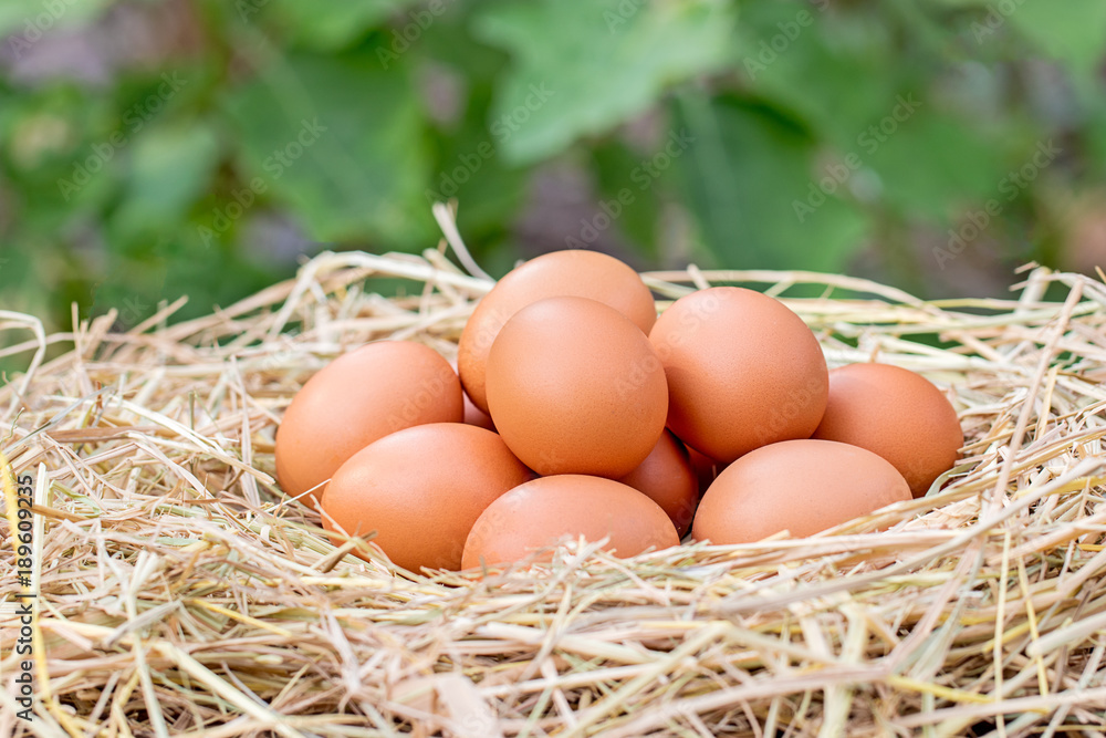 Group of chicken eggs in straw nest on blur green background. How to buy good quality look at the shell of it. If fresh, there is a sticky powder. Handle and not slip.
