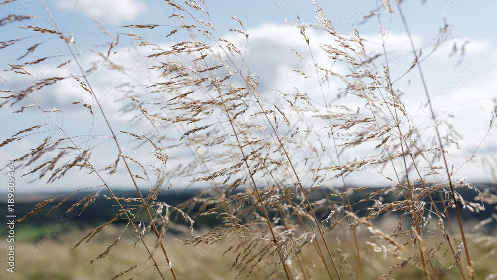 Fototapeta premium grass
