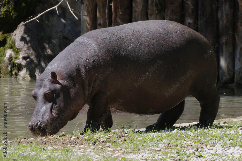 Flusspferd (Hippopotamus amphibius), am Wasser, Nilpferd, Großflusspferd Flusspferd (Hippopotamus amphibius), am Wasser, Nilpferd, Großflusspferd