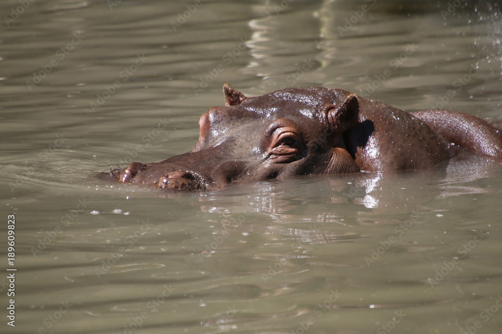Flusspferd (Hippopotamus amphibius), im Wasser Flusspferd (Hippopotamus amphibius), im Wasser