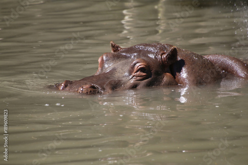 Flusspferd (Hippopotamus amphibius),  im Wasser