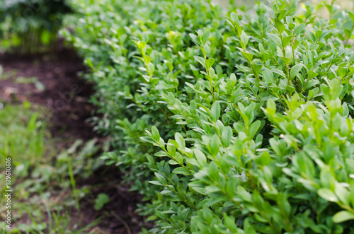 Fresh green buxus leaves, Buxus sempervirens.