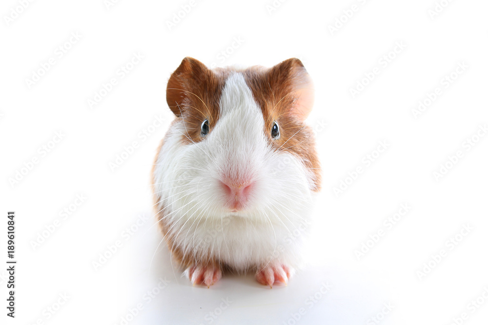 Guinea pig on studio white background. Isolated white pet photo. Sheltie peruvian pigs with symmetric pattern. Domestic guinea pig Cavia porcellus or cavy Guinea pig on studio white background. Isolated white pet photo. Sheltie peruvian pigs with symmetric pattern. Domestic guinea pig Cavia porcellus or cavy