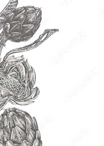 Vector hand drawn artichoke illustration on white background. Background for banner. Cosmetics and medical plant. Can be used for shop, menu, cafe, restaurant, poster, banner.