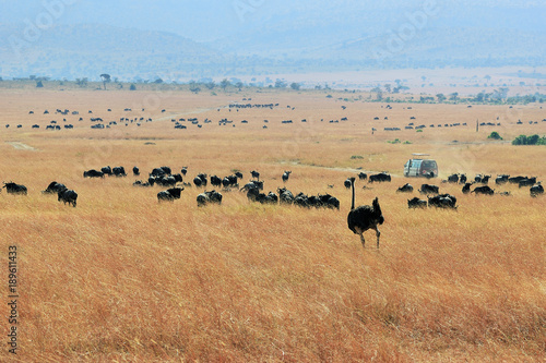 Kenya, Masai Mara © Oleg Znamenskiy