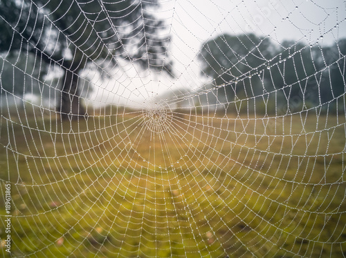 spiderweb, cobweb, web