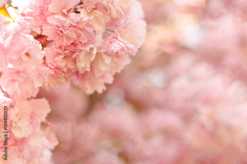 Rosa Kirschblüten  Nahaufnahme am linken Bildrand mit rosa Kirschblüten im Hintergrund frühlingshaft romantisch
