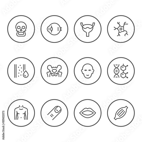 Set round line icons of human organs