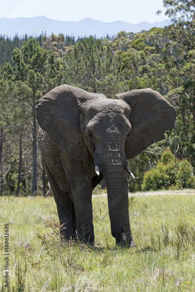 Obraz premium Knysna Western Cape South Afrtica. Circa 2017. Young male elephant with ears pointing forward feeding on grass