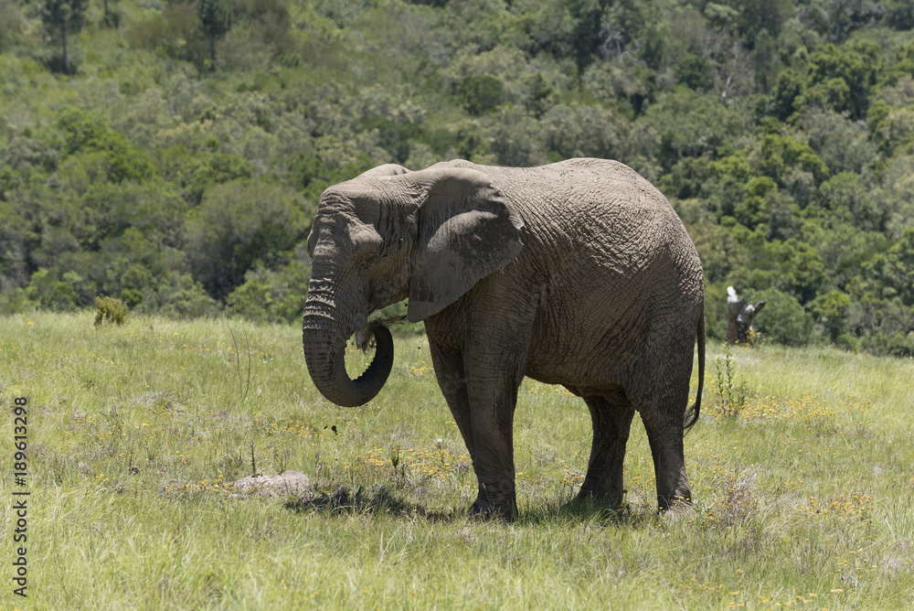 Knysna Western Cape South Afrtica. Circa 2017. Young male elephant feeding on grass