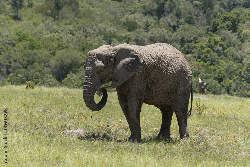 Fototapeta premium Knysna Western Cape South Afrtica. Circa 2017. Young male elephant feeding on grass