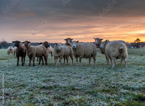 herd of sheeps on a meadow at sunset  Utzenstorf  Switzerland