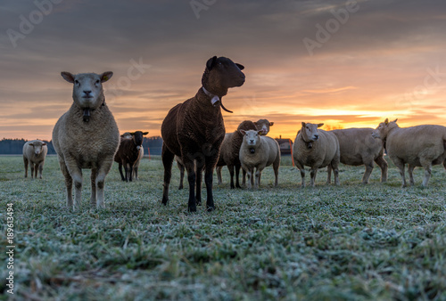 Fototapeta Naklejka Na Ścianę i Meble -  herd of sheeps on a meadow at sunset, Utzenstorf, Switzerland