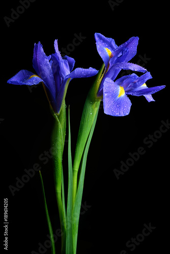 Fototapeta Naklejka Na Ścianę i Meble -  Water drops on spring iris flower isolated on black background.