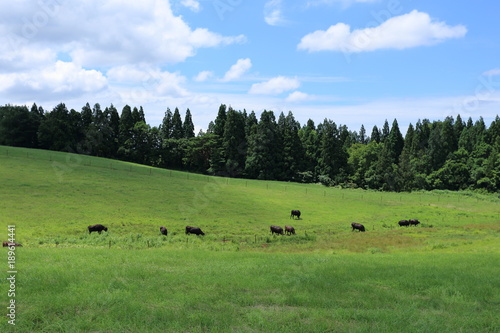 月山高原牧場 Gassan high plains ranch / Tsuruoka, Yamagata, Japan