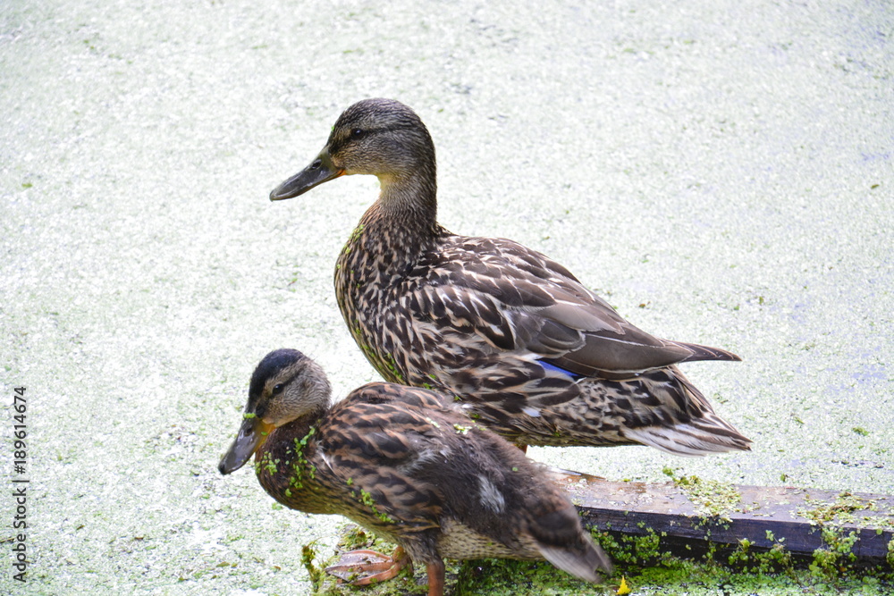 Fototapeta premium wild duck with a duckling on a forest lake