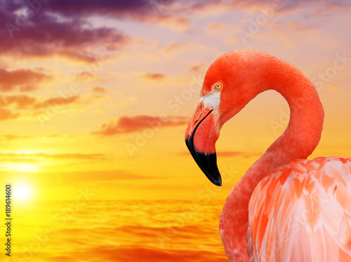Portrait of a flamingo at sunset.