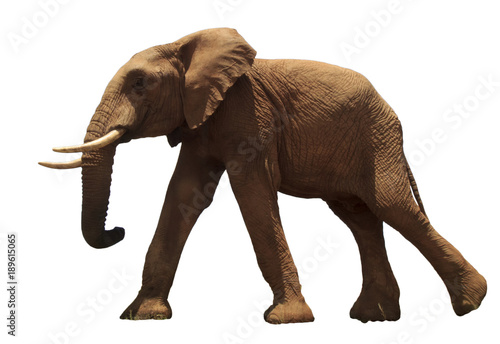 African Elephant isolated on white background