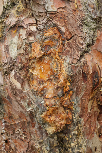 Tree bark with dry resin texture closeup