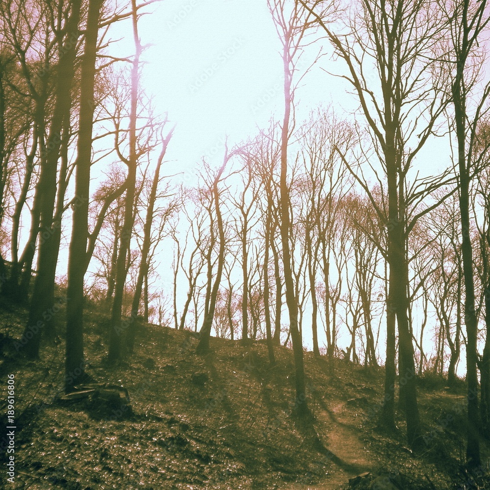 Fototapeta premium Vintage textured bare trees with copy space. Nature background.