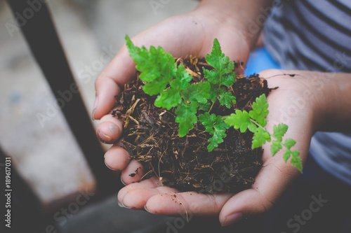 Girl hands are planting seedlings in the soil. © Arthit