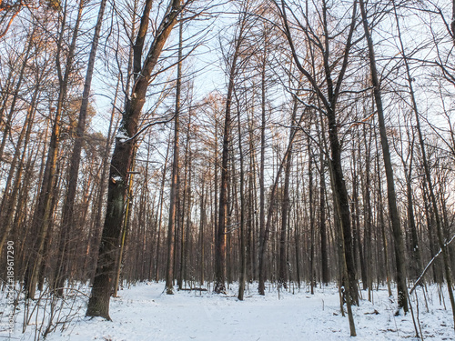 Moscow in winter - Timiriazevskij Park