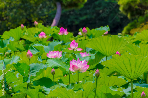 The Lotus Flower.Background is the lotus leaf and lotus bud and lotus flower and tree.Shooting location is Yokohama, Kanagawa Prefecture Japan.