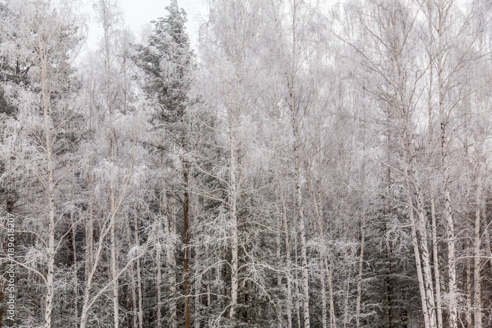 Fototapeta premium Winter Forest in Russia - Ekaterinburg