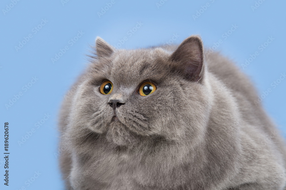 British cat on blue background