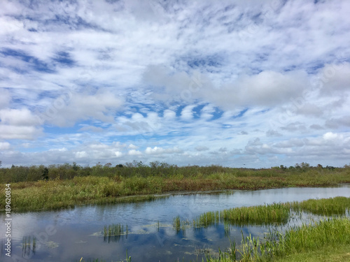 fall foliage in the swamps