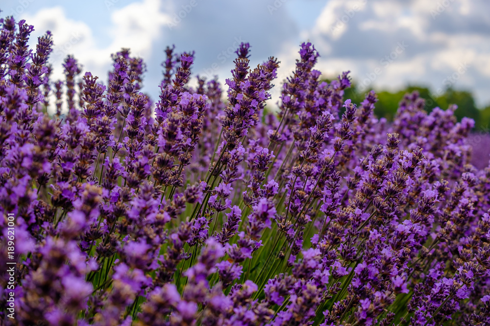 Naklejka premium Fleurs de lavande en été.