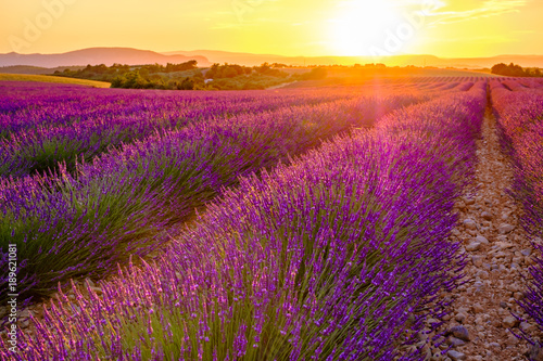 Champ de lavande en   t    coucher de soleil. Provence  Valensole  France.