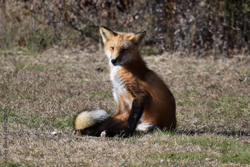 Naklejka premium Nature's creature