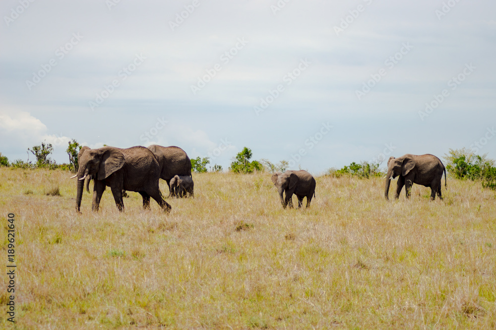 Four elephants moving away in the savannah of Masai Mara Park in northwestern Kenya