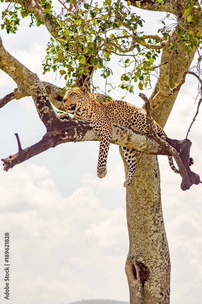 Obraz premium Leopard lying on a branch with two paws hanging in the savannah of Maasai Mara Park in North West Kenya