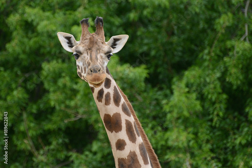 A giraffe from a zoo in Madrid Spain