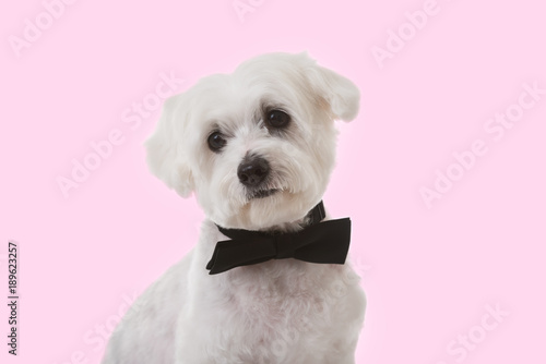Fototapeta Naklejka Na Ścianę i Meble -  cute maltese dog in bow tie over pink background