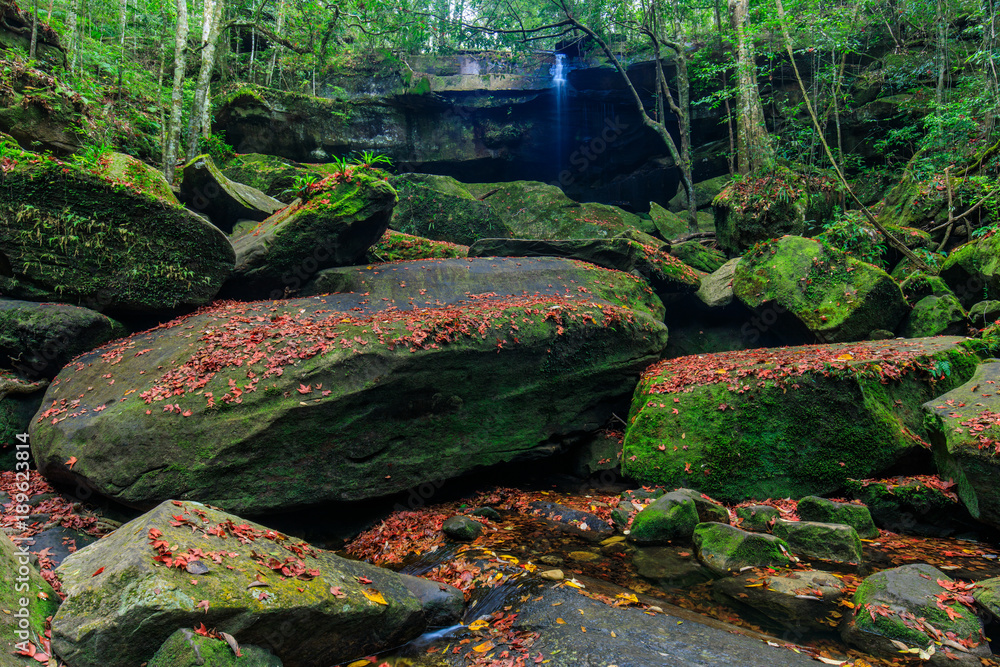 Fototapeta premium Colourful of maple leafs on the green rocks in autumn season in Phu-Kradueng national park , Thailand.