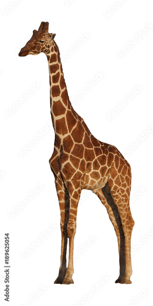 Obraz premium Giraffe isolated on white background