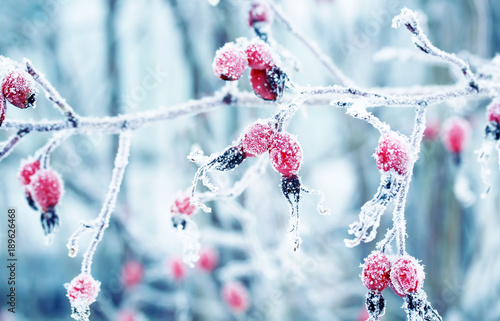 colorful beautiful branch with ripe red berries of wild rose covered with whi...