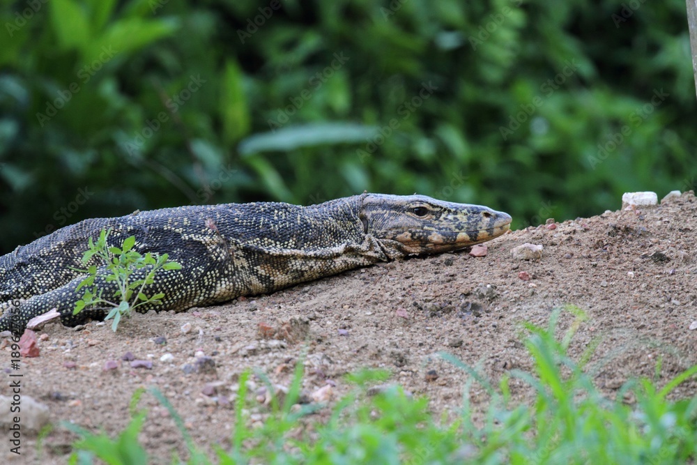 Monitor Lizard in Borneo, Malaysia Monitor Lizard in Borneo, Malaysia