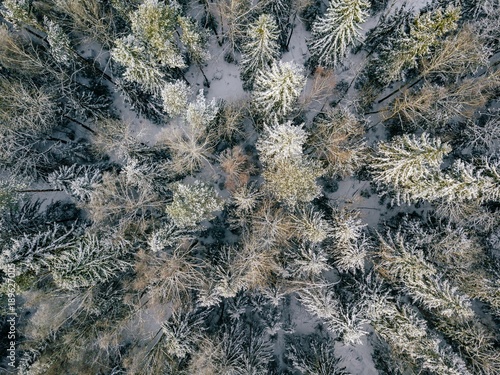 aerial view of winter forest covered in snow and frost.
