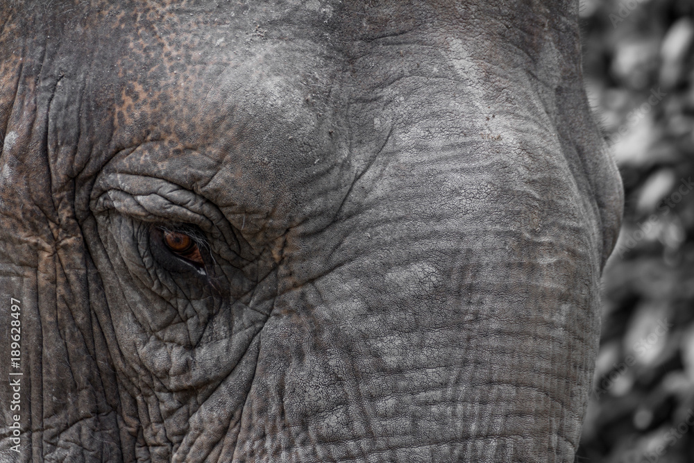 Fototapeta premium Das Auge eines Elefanten