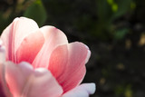 Detail of pink tulip petals in garden